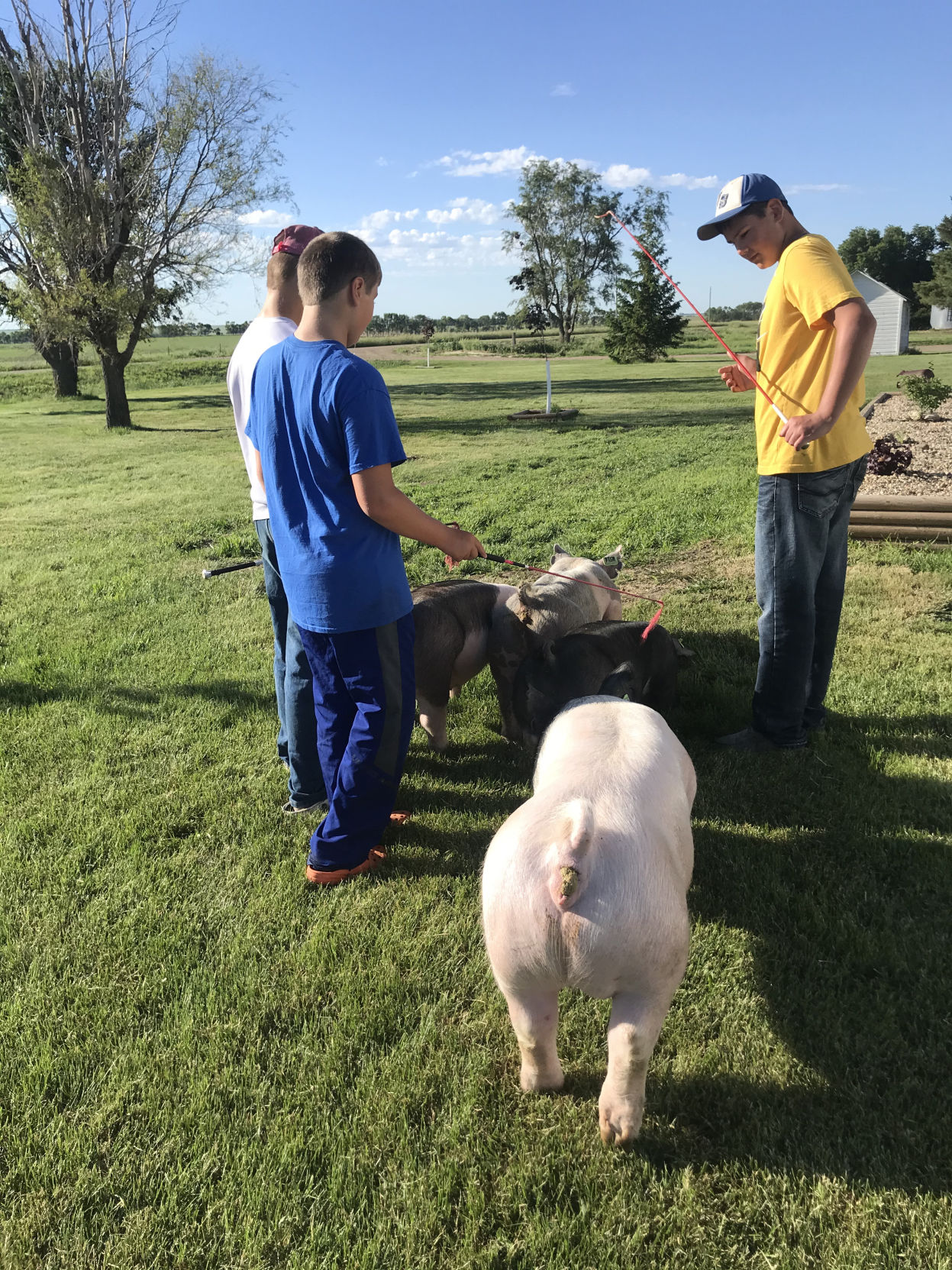 Fastnacht Family Pigs